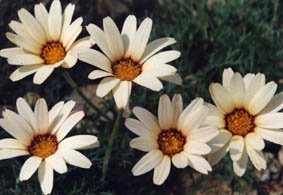 Chrysanthemopsis catananche